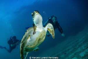 Turtle and divers by Marcelo Lunardi Ferronato 
